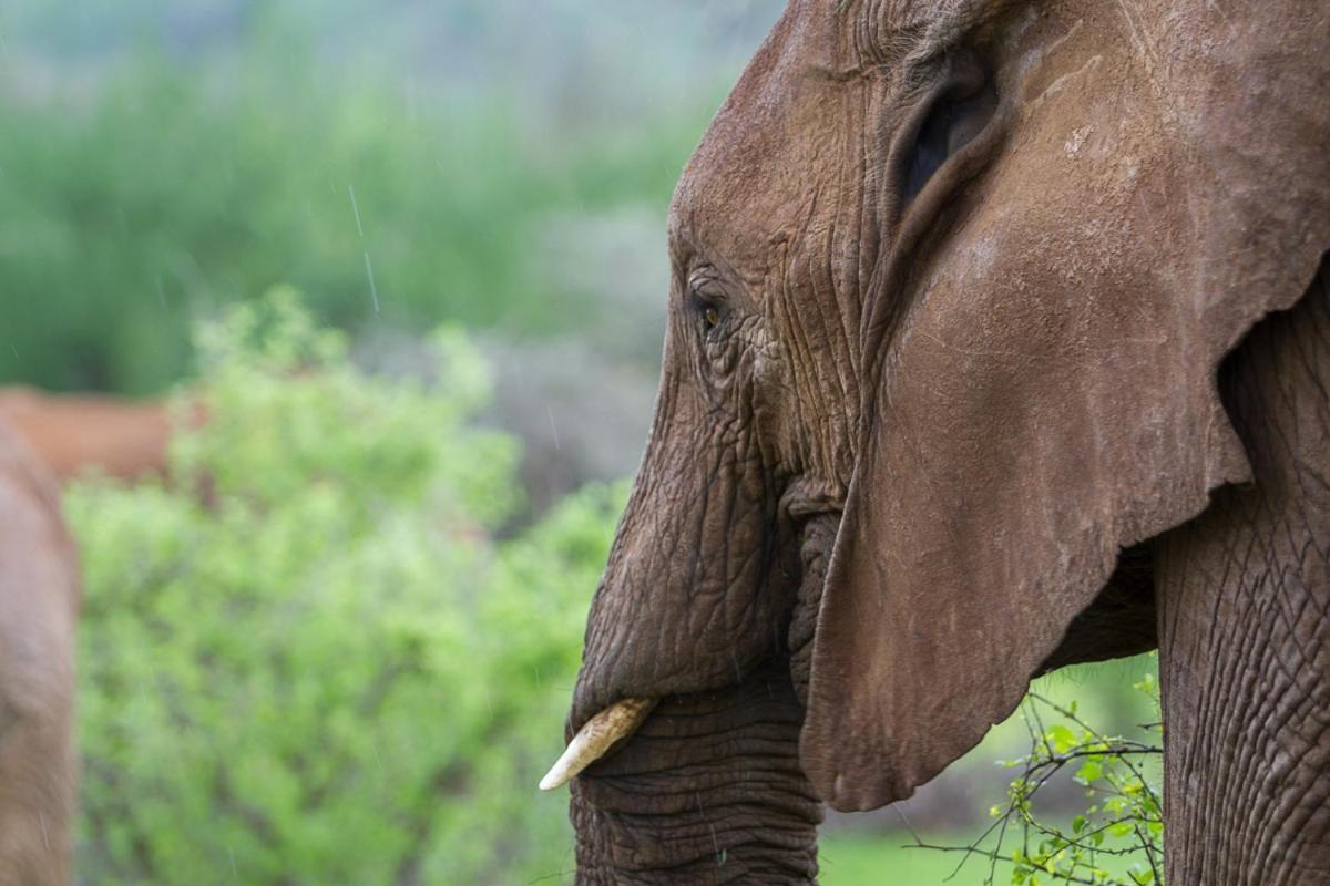 Elephant Bedroom Camp - Samburu Archers Post Eksteriør billede